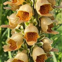 Rostbrauner Fingerhut - Digitalis ferruginea - 200 Samen