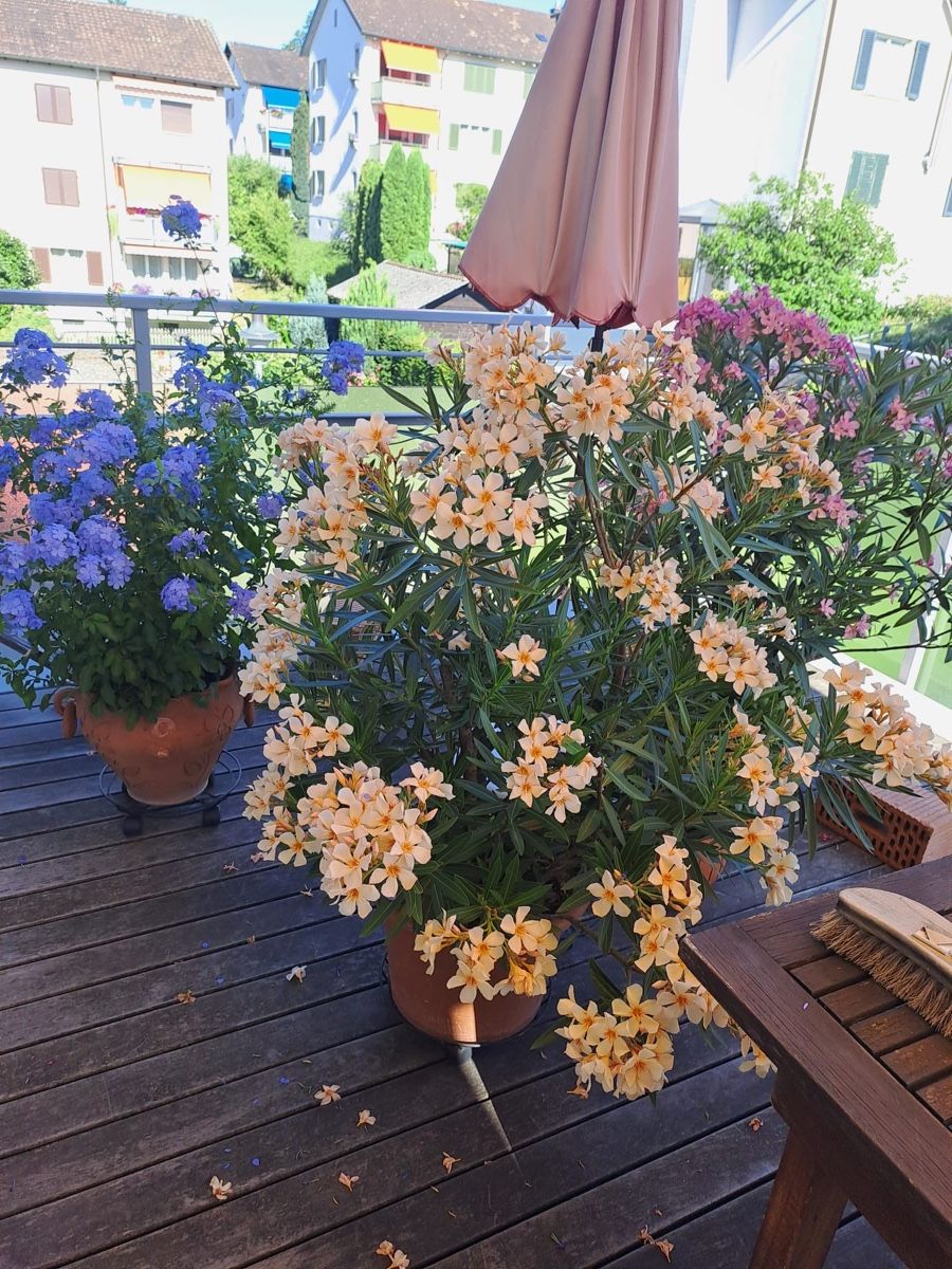 Piante & sementi: Oleander Pflanze hellrosa Top Zustand Balkon Deko – Usato da Frasnacht venduto da bp96