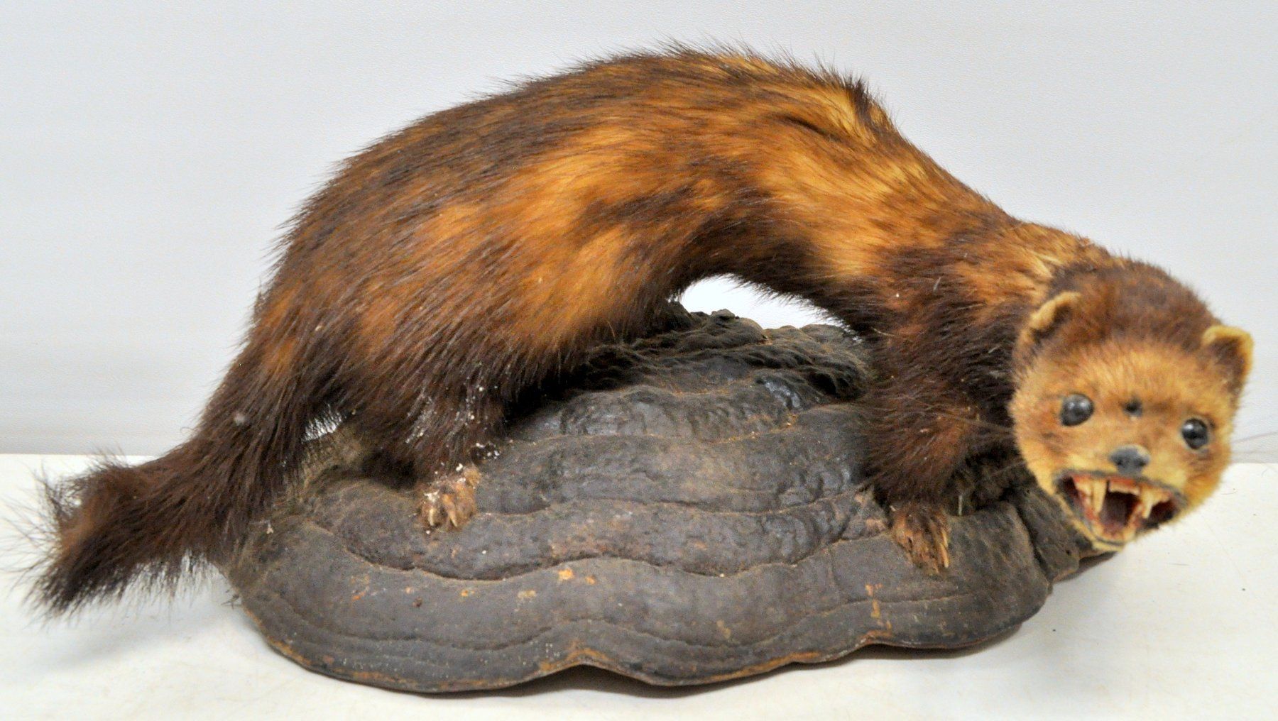 Welt der Tiere: Putois naturalisé – Gebraucht aus Neuchâtel von Neuchatel