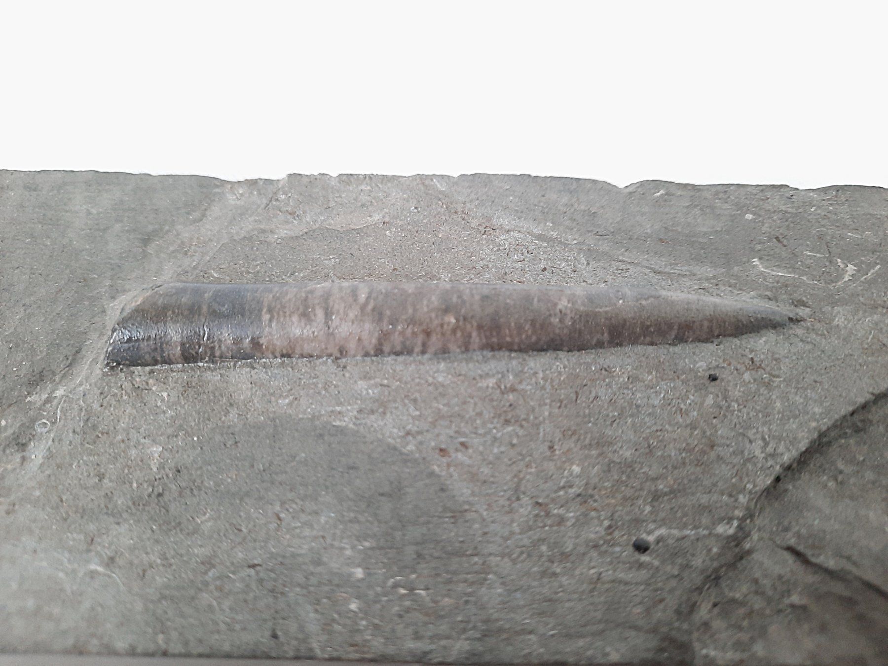 Fossili: Schönes Fossil – Usato da Beinwil am See venduto da Restwert_Beinwil