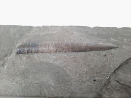 Schönes Fossil