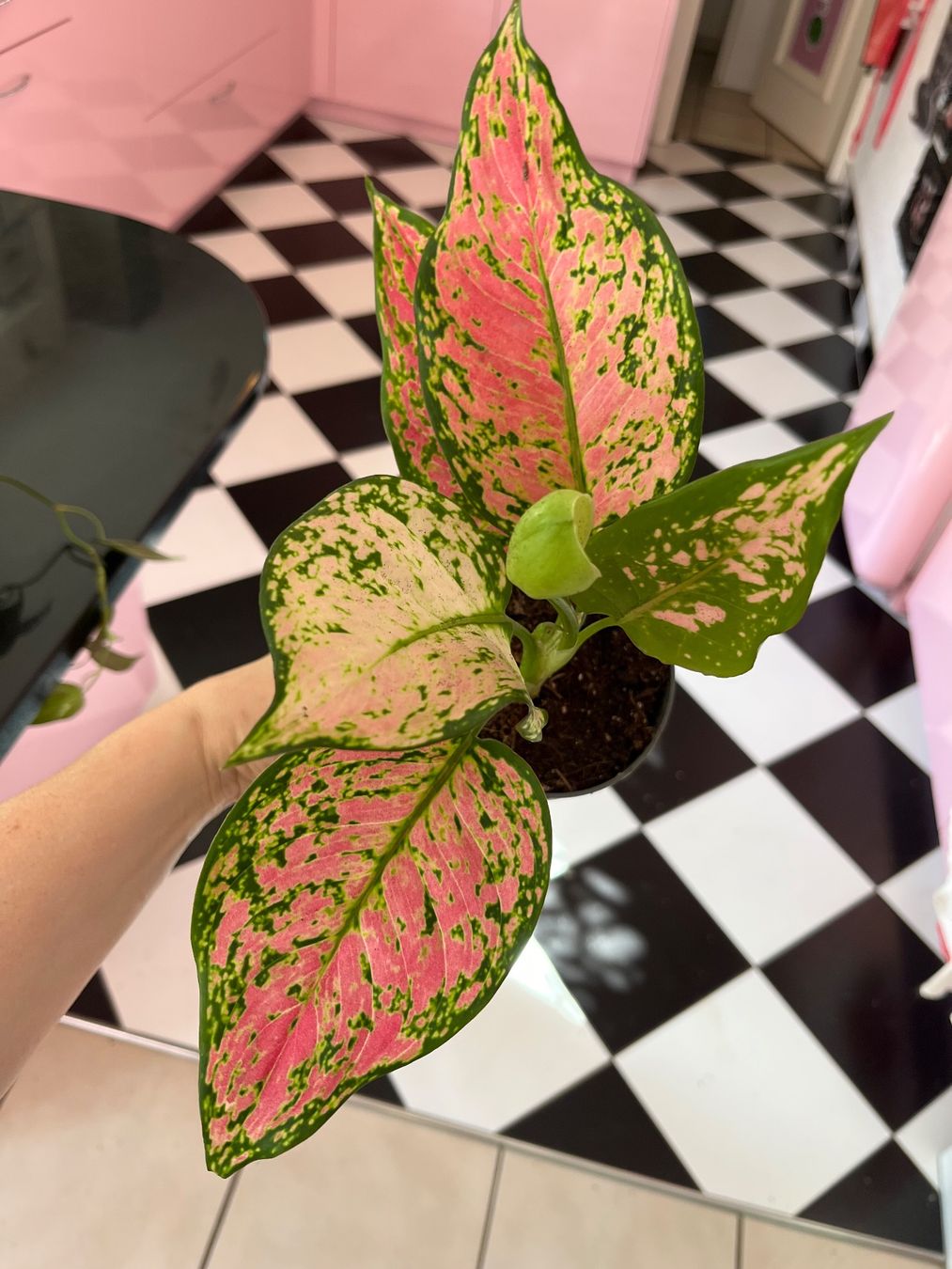 Piante & sementi: Aglaonema plante d’intérieur – Usato da Porrentruy venduto da Madamebovary 2