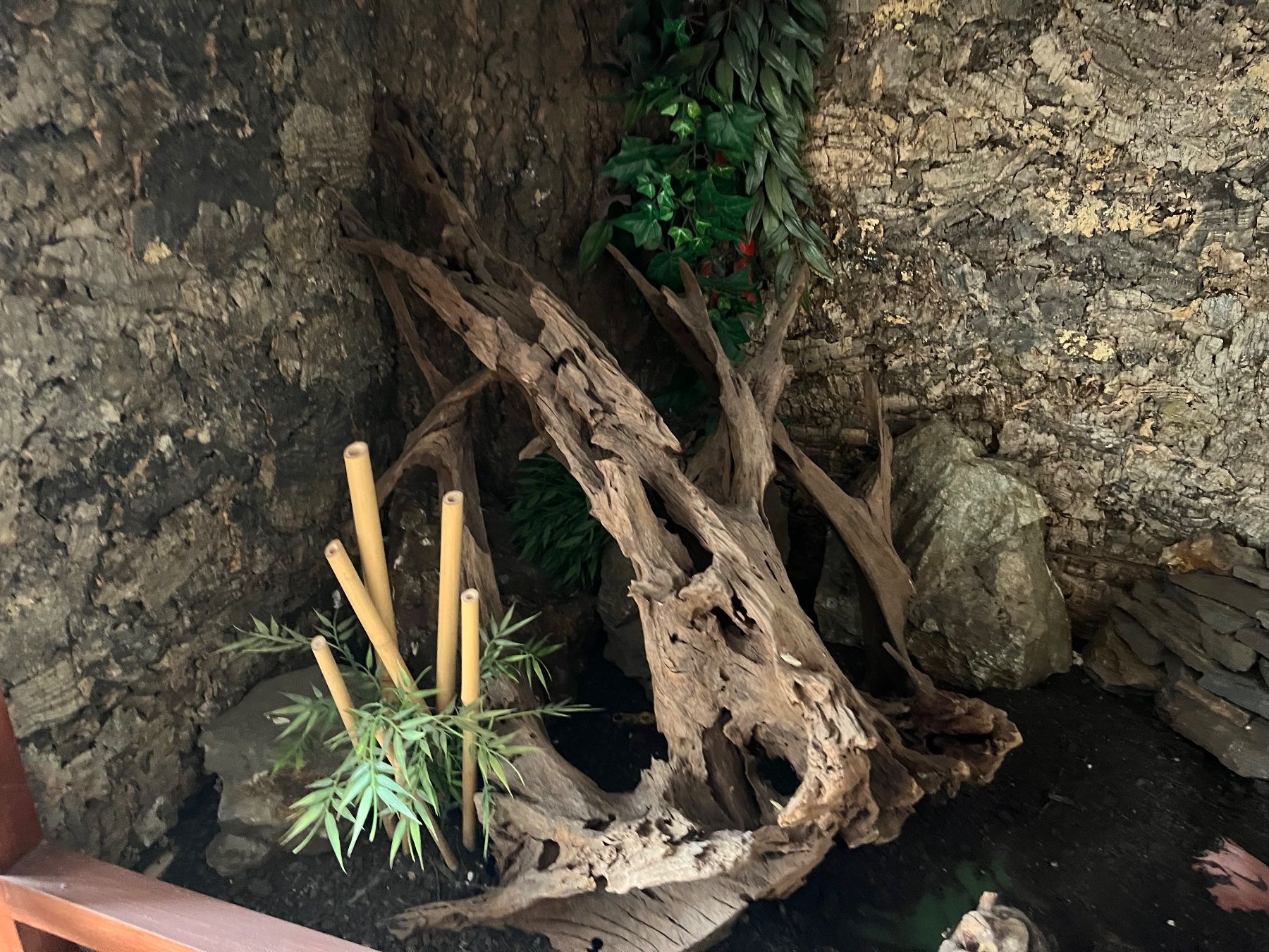 Terrario: Terrarium – Usato da Limpach venduto da Fscostar 5