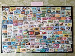 Grosse Fische und Meer-Sammlung