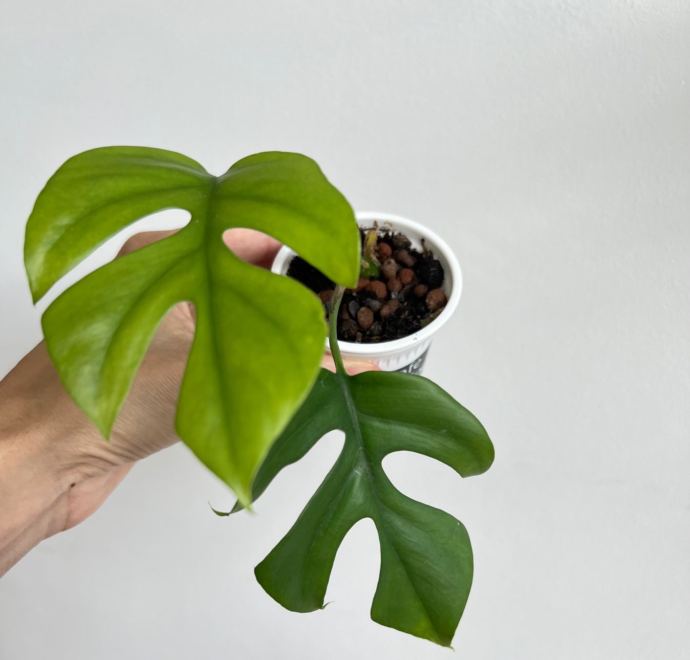 Piante & sementi: Monstera minima💚 – Usato da Glattpark(Opfikon) venduto da ste_n99y 1