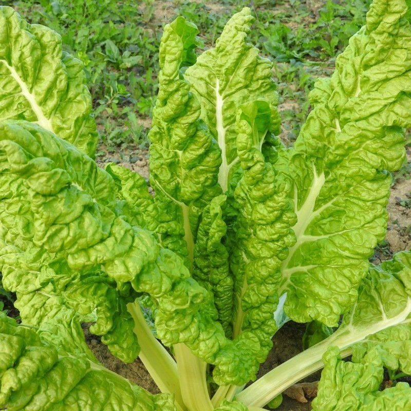 Piante & sementi: Blette Poirée Bette LUCULLUS 20g – Nuovo (secondo la descrizione) da Bremblens venduto da FIBONACCI369