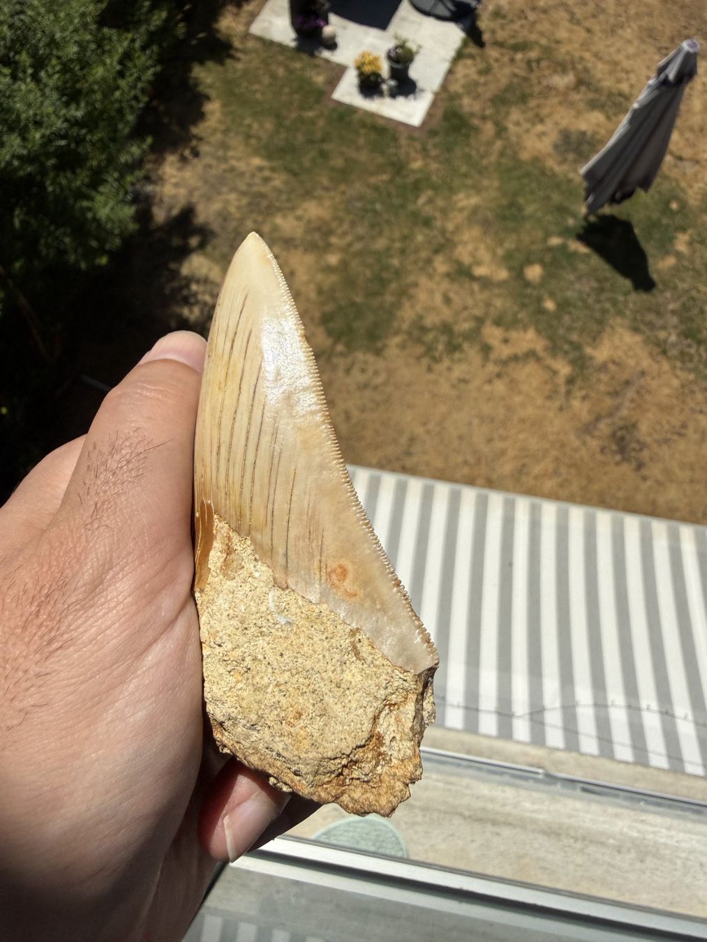 Fossilien: Megalodon Zahn Indonesien – Gebraucht aus schüpfen von rica122 1