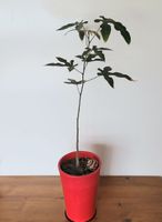 Flaschenbaum, Brachyiton Acerifolias, 64cm