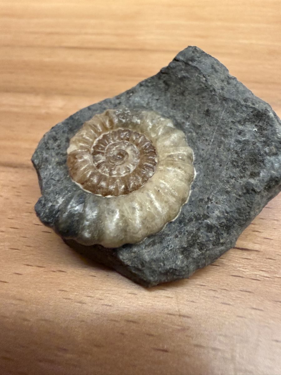 Fossilien: Ammonit – Gebraucht aus Grenchen von Bastet007 3