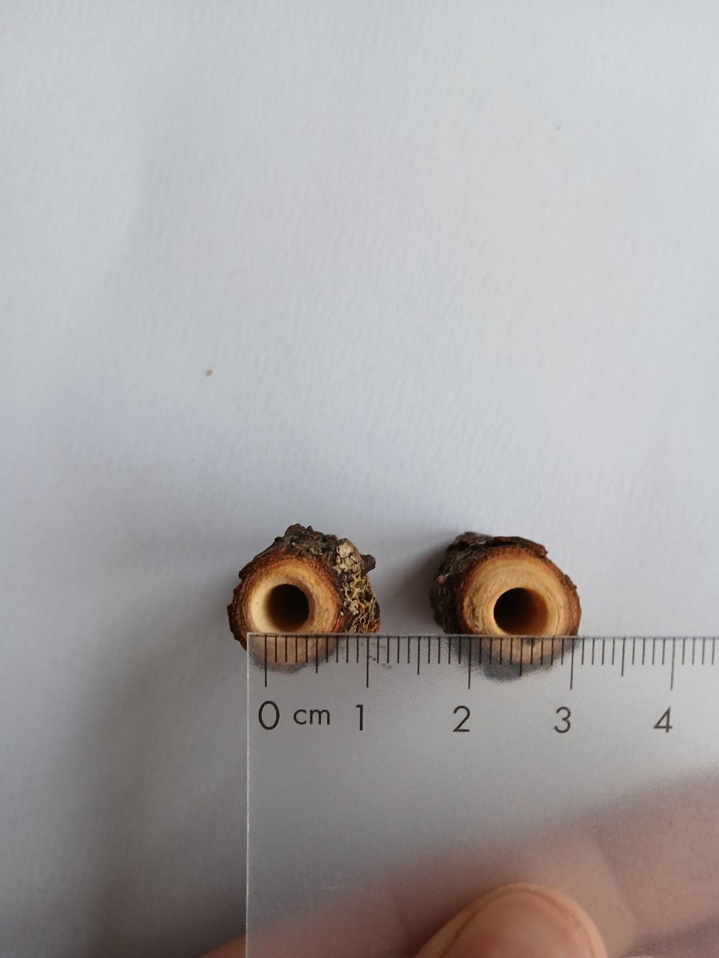 Accessori per capelli: Miniatur-Baumstamm-Perle Dreadlockschmuck Holz Dreadperle – Nuovo (secondo la descrizione) da Bremgarten AG venduto da Finoae 1