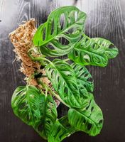 Monstera adansonii (Monkey Mask) XXL-Löcher am Moosstab