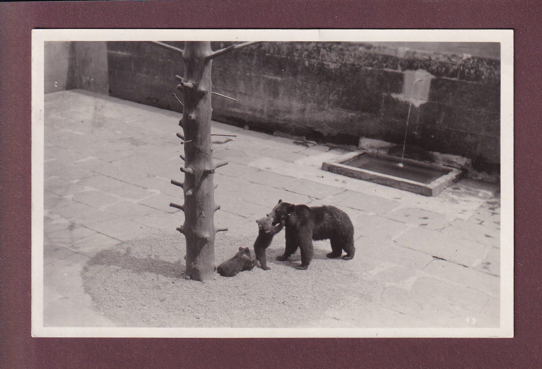 Cartoline postali: BERN - Bärengraben - 1930 – Usato da Pully venduto da nicecards