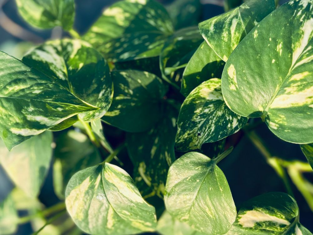 Golden Pothos houseplant 🪴 (Gebraucht) in Zürich für CHF 22 – mit ...