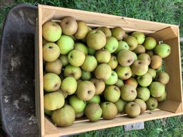1 Harass (ca. 30 kg) Boskoop-Aepfel mit BIO-Qualität