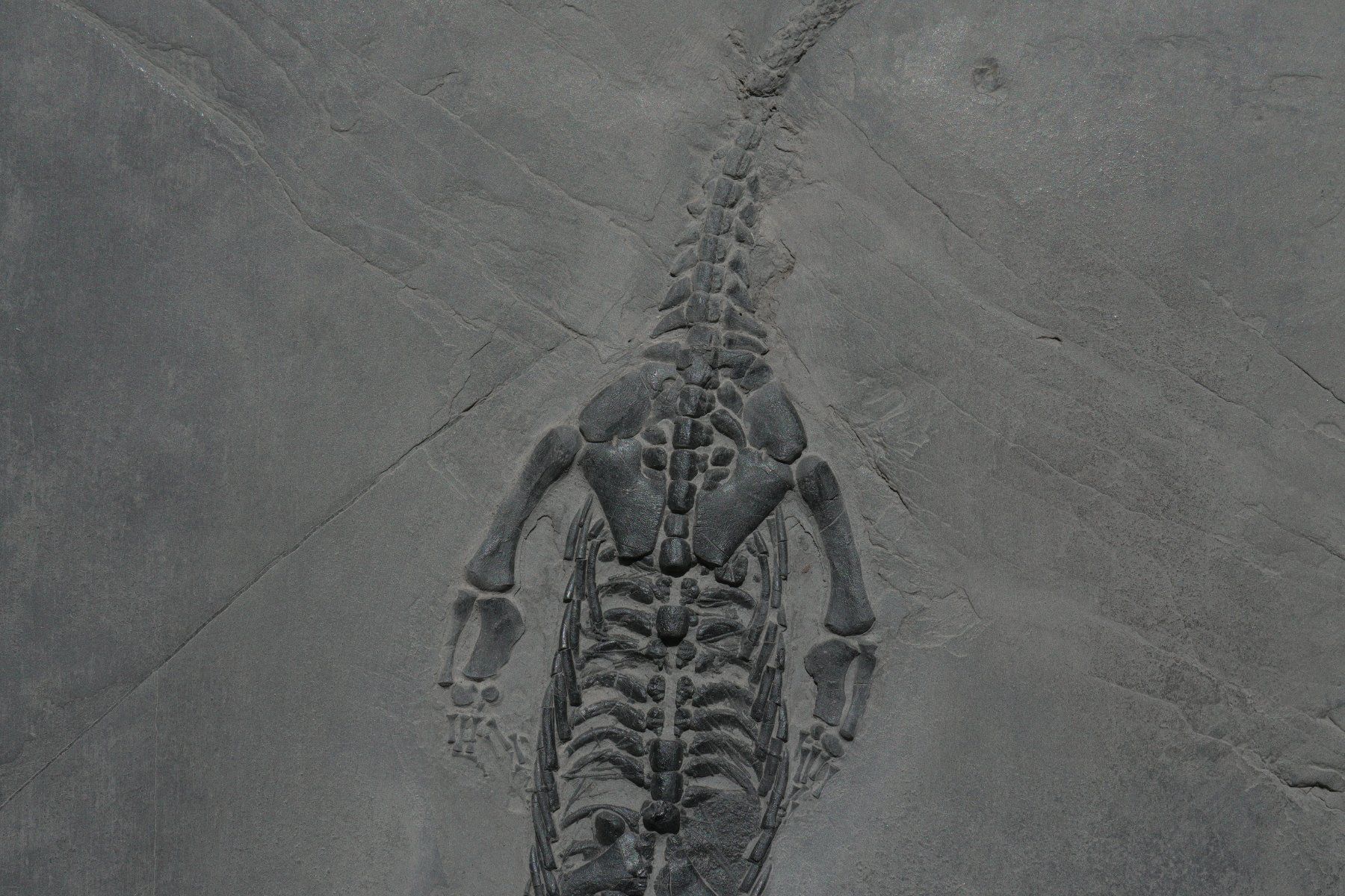 Fossili: grosser Keichousaurus Hui – Usato da schüpfen venduto da rica122 1
