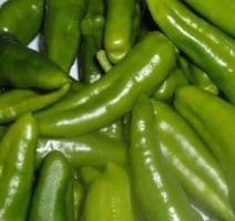 50 SAMEN Paprika FRIGITELLO Piment doux vert