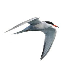Profile image of baenialtnau