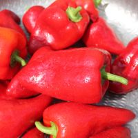 Roter Augsburger Paprika BIO - Capsicum annuum - 10 Samen