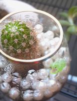 Cactus in vaso di vetro decorato con perle, perfetto 