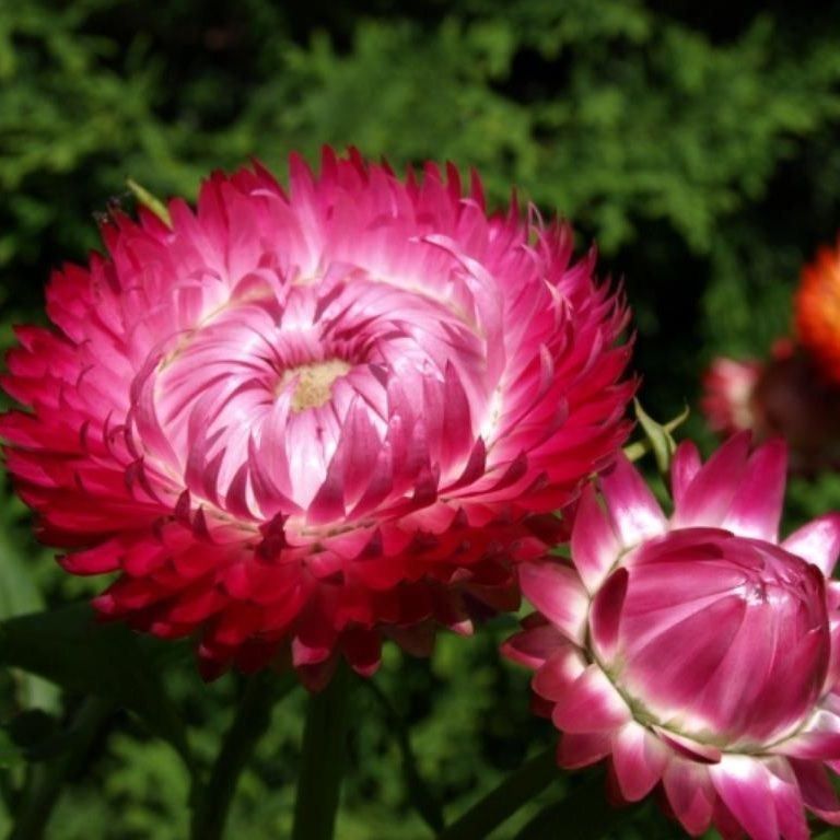 Piante & sementi: 300 Samen Strohblume PURPLE – Nuovo (secondo la descrizione) da Ehrendingen venduto da VerveinaSamen 6