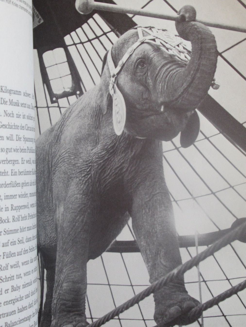 Bücher: CIRCUS KNIE - DIE GESCHICHTE EINER CIRCUS DYNASTIE – Gebraucht aus Moosseedorf von haro01 7
