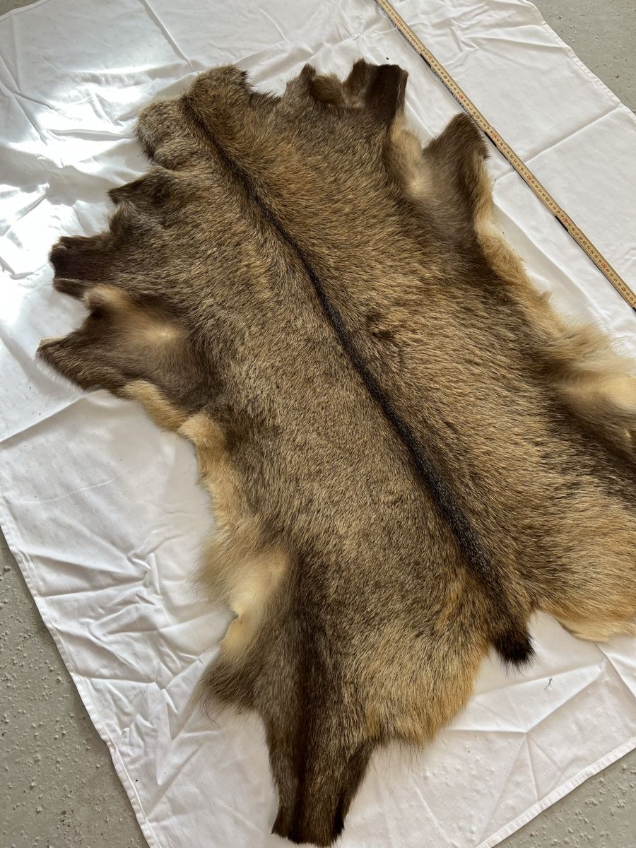 Welt der Tiere: Gamsfell – Gebraucht aus Euthal von ruckzuckrohrfrei 1