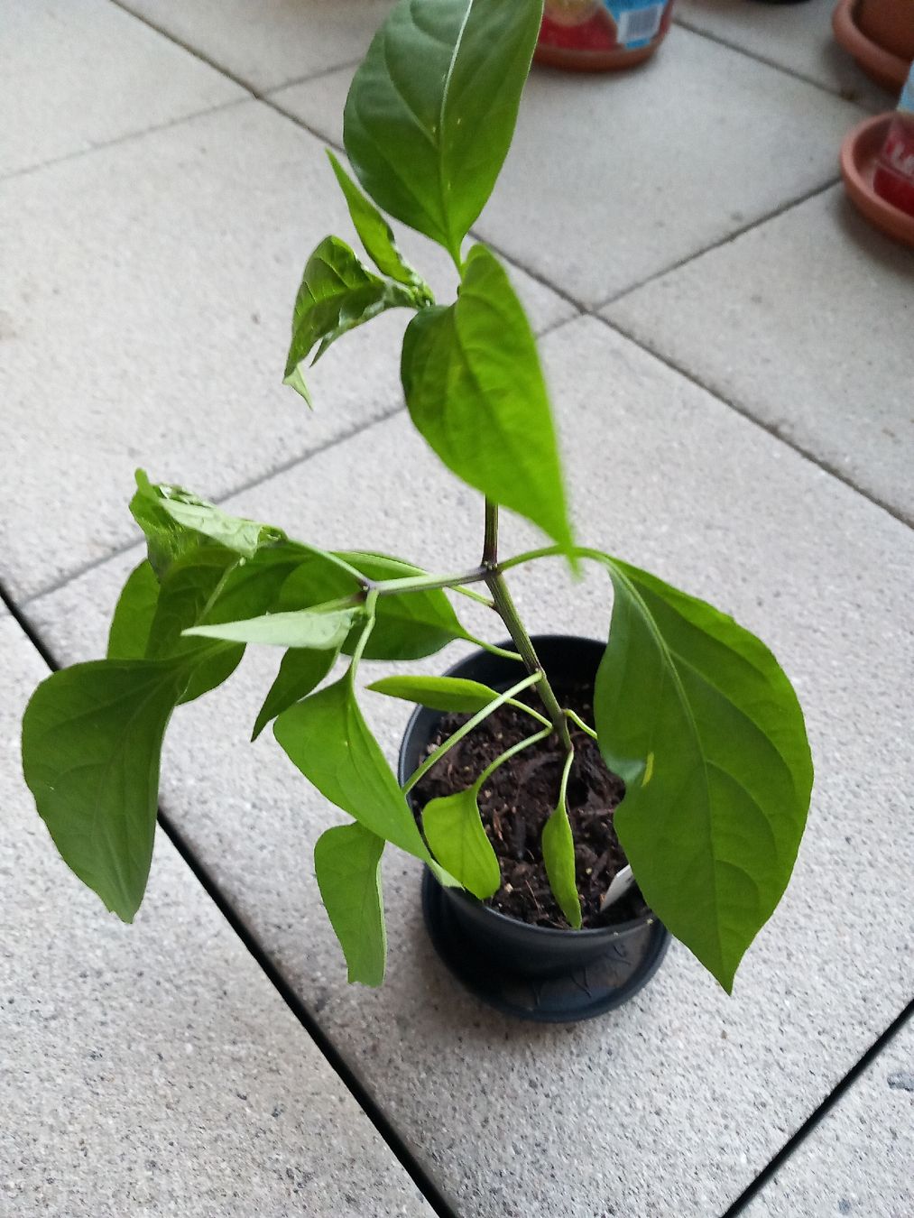 Piante & sementi: Selbstgezogenes Jalapegnopflänzchen – Usato da Zürich venduto da Wip_king 2