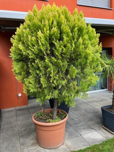 Lebensbaum Kugelbaum Thuja occidentalis im Topf (Gebraucht) in Villigen fr  CHF 90  nur Abholung auf Ricardo kaufen