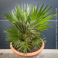 CHAMAEROPS HUMILIS VULCANO - winterharte Zwergpalme