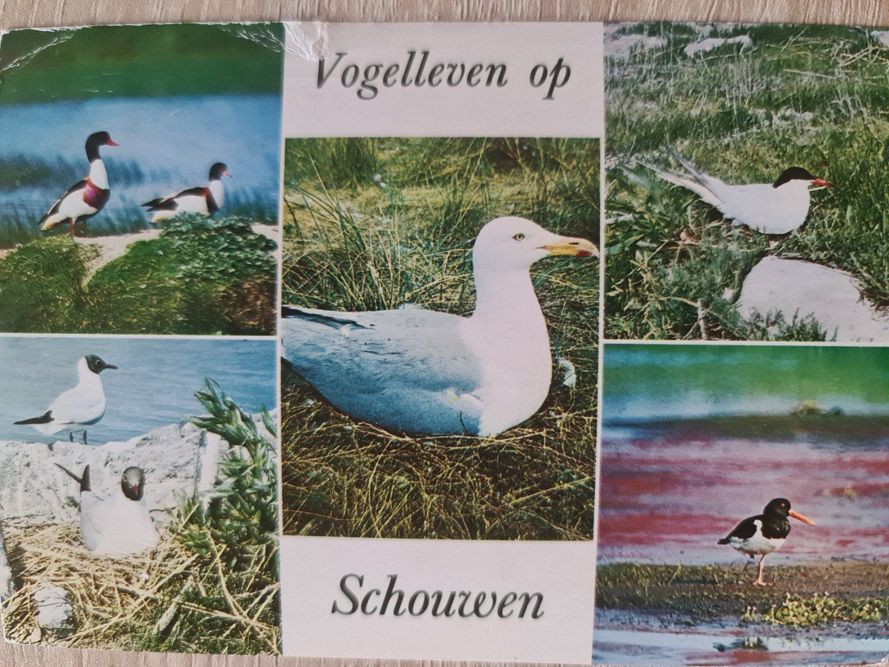 Cartoline postali: Ansichtskarte Vögel Schouwen Niederlande – Usato da Dintikon venduto da Vexi