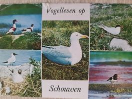 Ansichtskarte Vögel Schouwen Niederlande