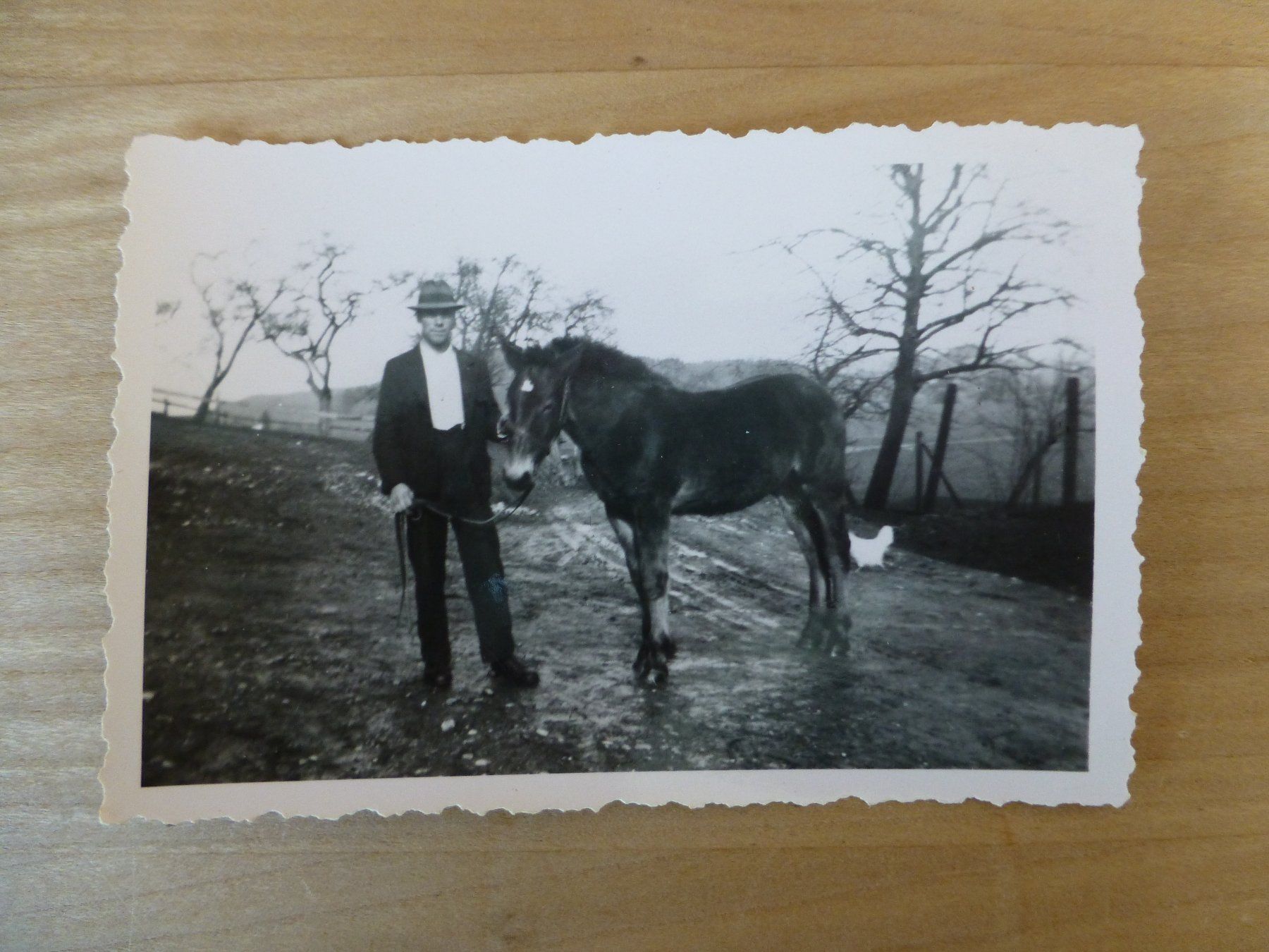 Foto & Immagini: Foto, Mann mit Pferd – Usato da Bettlach venduto da 1saurer