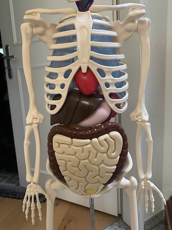 Kit di modellismo & Modellini statici: Älteres detailliertes Anatomie Lehrmodell – Usato da Rothrist venduto da Oddymanliane 1