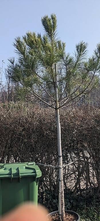 Pflanzen & Samen: Pinus Pinea – Neu und originalverpackt aus Wettswil von 5MariannM-T7