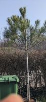 Pinus Pinea
