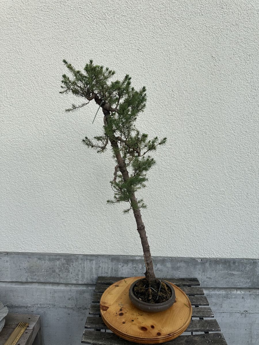 Zuckerhutfichten Bonsai in Schale (Neu (gemss Beschreibung)) in Suhr fr  CHF 65  nur Abholung auf Ricardo kaufen