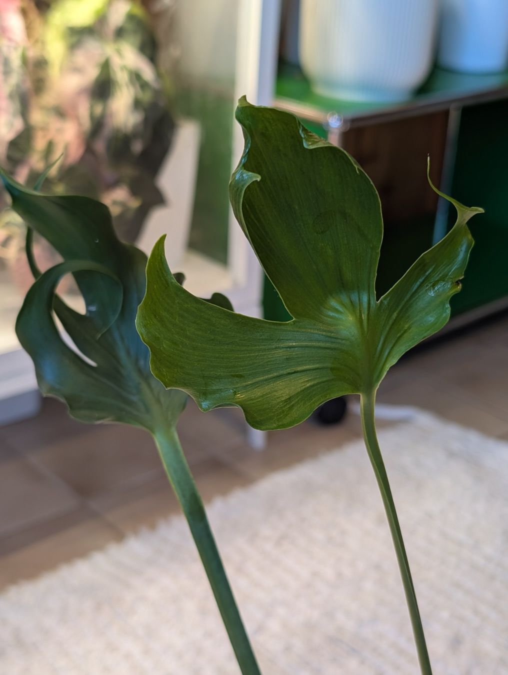 Piante & sementi: Monstera Deliciosa Unniiae – Nuovo (secondo la descrizione) da Faulensee venduto da plantmama 3
