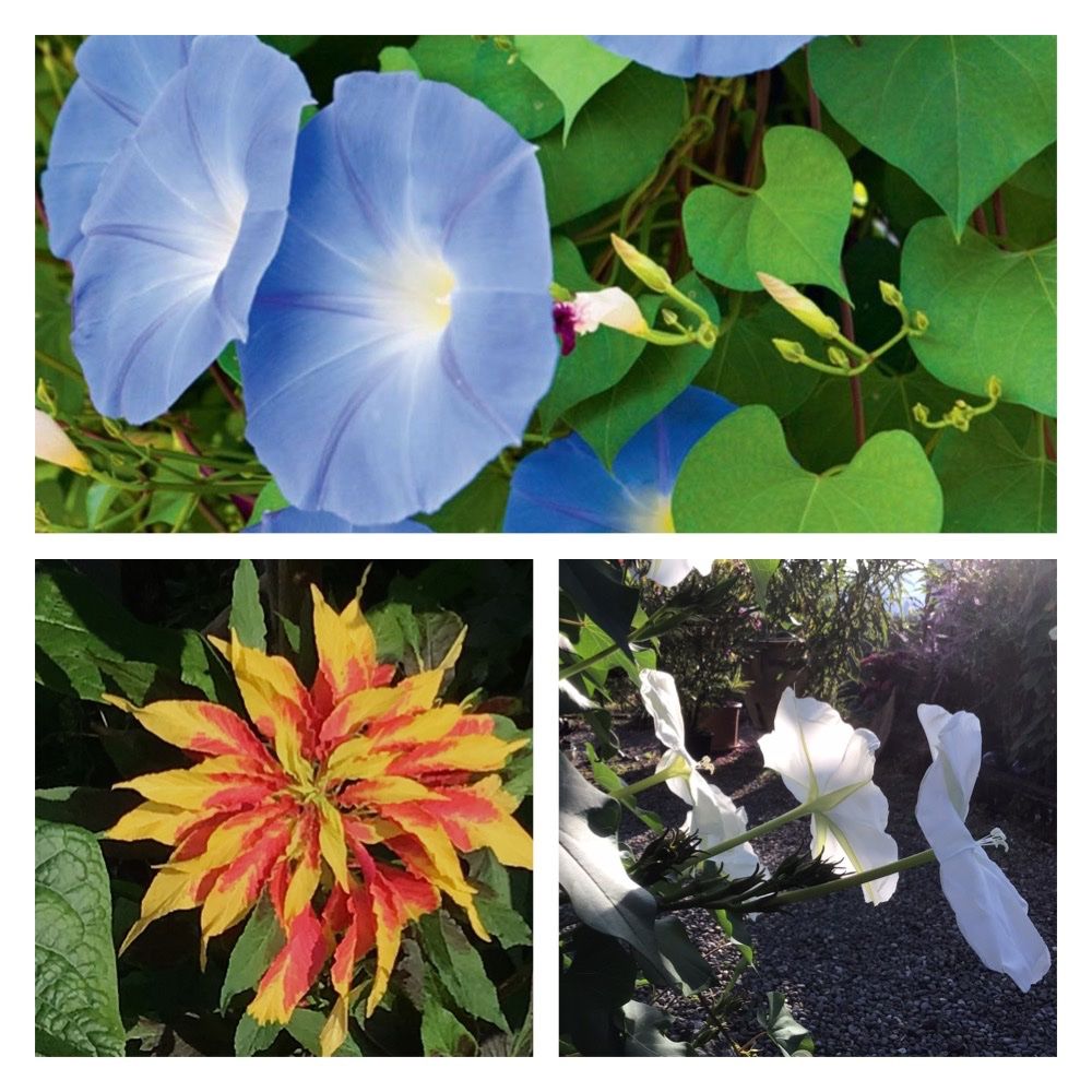 Pflanzen & Samen: Sommerblumen Mix 8 Pflanzen – Gebraucht aus seon von Agnom