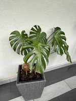 Monstera Pflanze