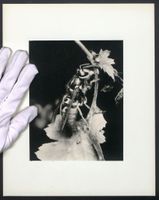 Fotografie Mikroaufnahme, Wespe nimmt de