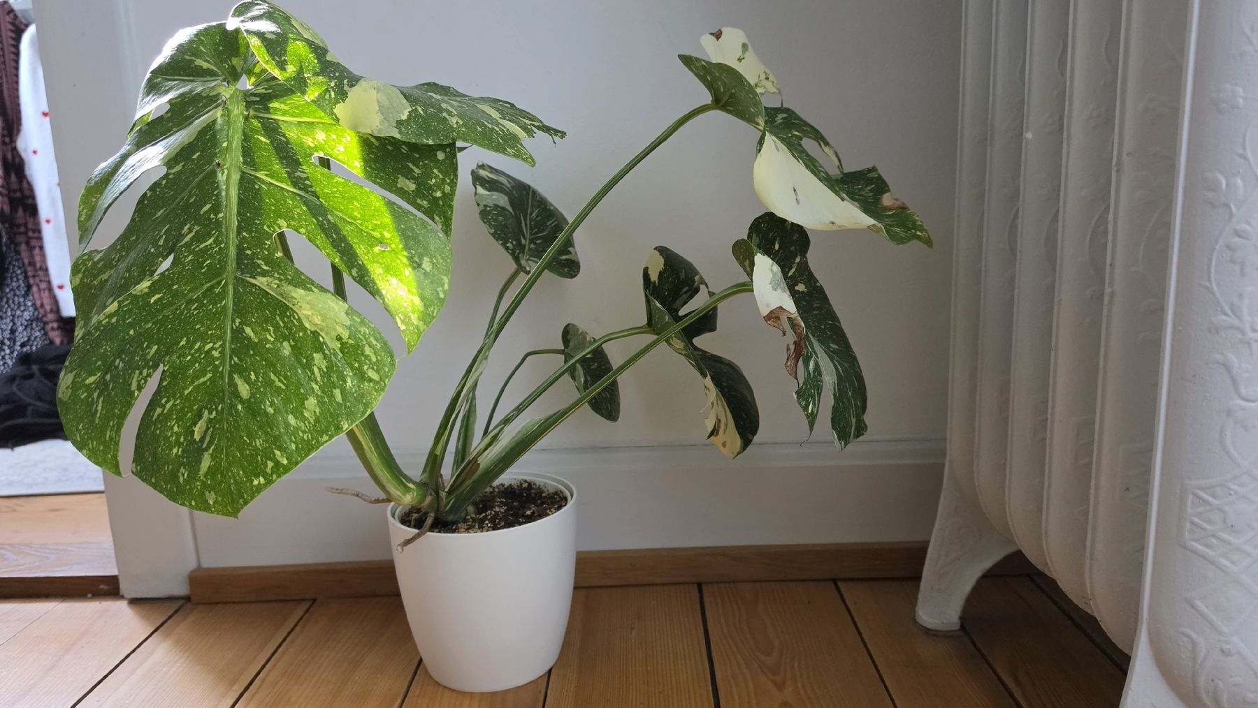 Piante & sementi: Grosse Monstera Verigata  – Usato da Hausen am Albis venduto da M.Kurz 1