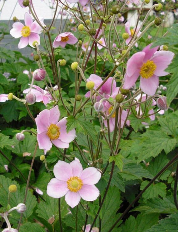 3 kräftige Herbstanemonen rosa Gartenpflanze winterhart Kaufen auf