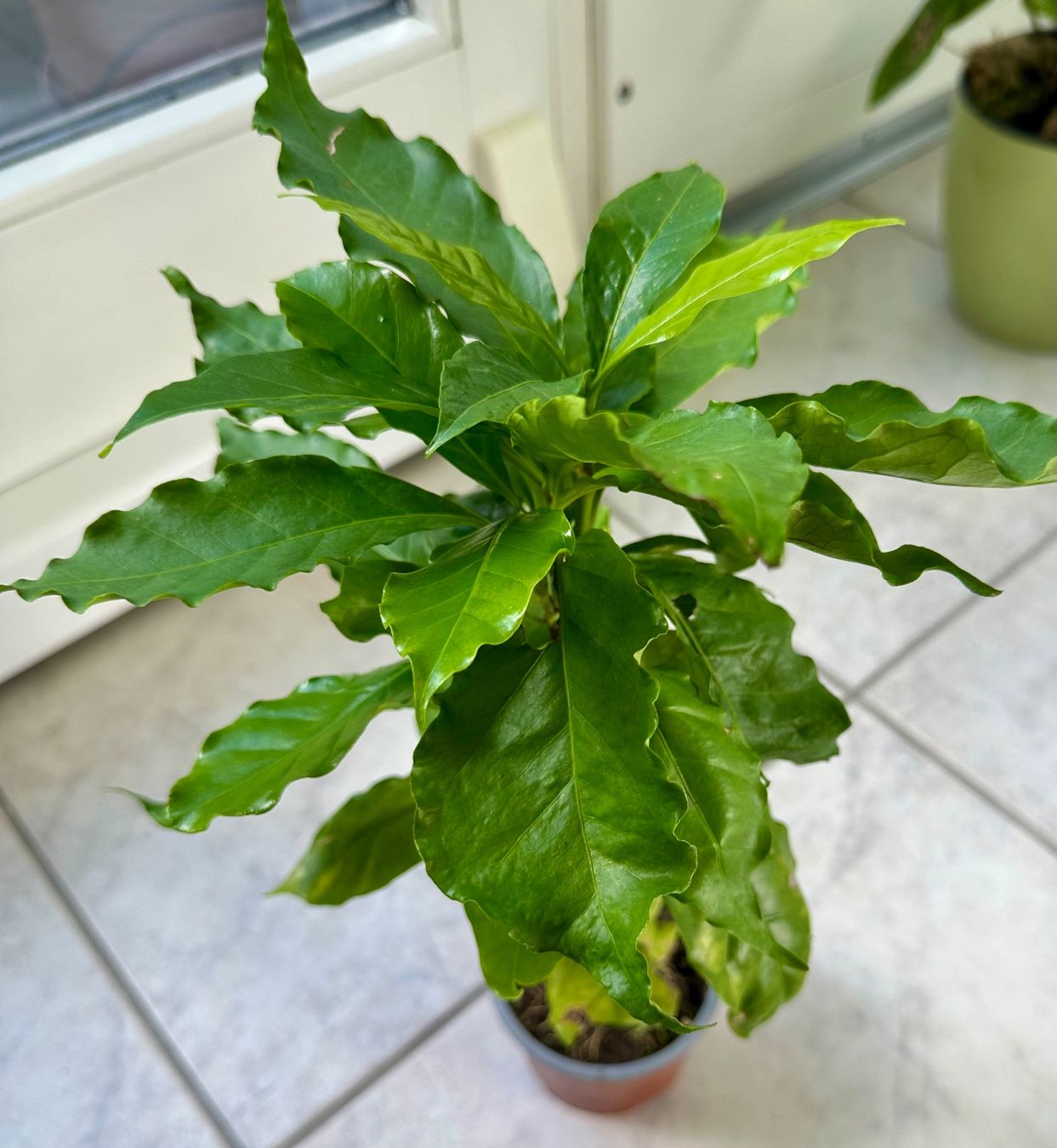 Plantes & graines: Kaffee - eine Pflanze! – Neuf (Voir description) à Steffisburg par Petroselium 2