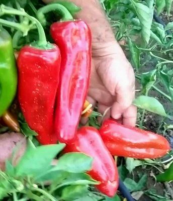 Pflanzen & Samen: 50 Samen "Ochsenhorn Peperoni" ROT‪ – Neu und originalverpackt aus Rovio von POSITIFFARTandPLANTS 1