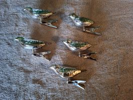 Weihnachtsbaumschmuck 5 Vögel mit Federclip, Glas, neu