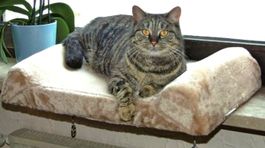 Katzen-Fensterliegebrett Breite 55cm x Tiefe 35cm x Höhe 7cm