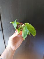 Philodendron Jose Buono Babypflanze 