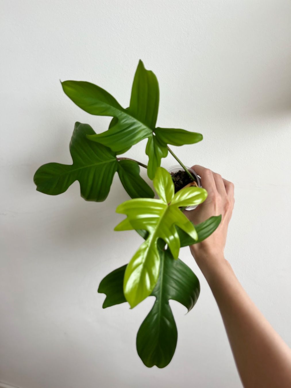 Plantes & graines: Philodendron Florida Ghost😍 – D'occasion à Glattpark(Opfikon) par ste_n99y