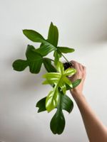 Philodendron Florida Ghost😍