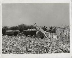 Arthur Rothstein (1915-1989) - Corn-Picker, FSA, 1939, TOP!